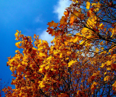 HERBST