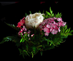 BLUMEN