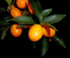 CITRUS