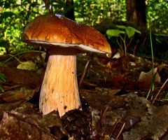 PILZ