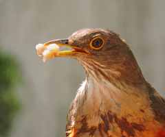 Turdus rufiventris