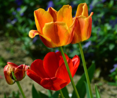 BLUMEN