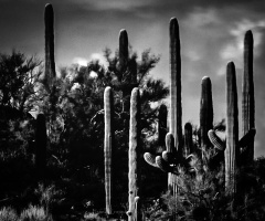 Infrared Saguaro's