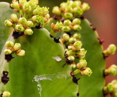 Cactus flowers