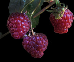 HIMBEEREN 
