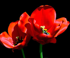 BLUMEN