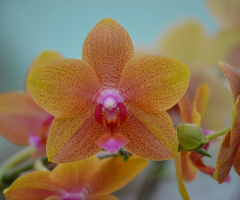 Orquídeas