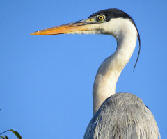 Cocoi Heron