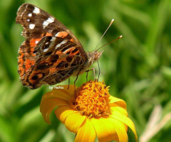 Mini Butterfly 