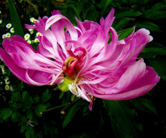BLUME