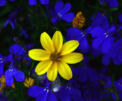 BLUMEN