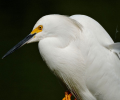 Garça