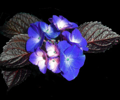 BLUMEN