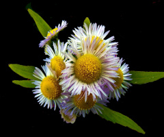 BLUMEN