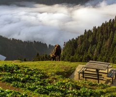 Pokut Yaylası.Ç:HEMŞİN.