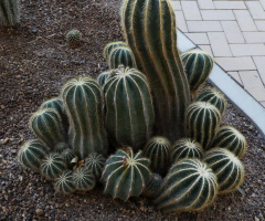 Cacti