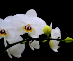 White Wanda