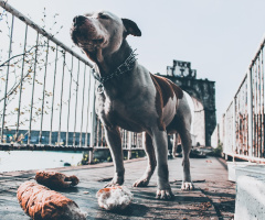 Pitbull