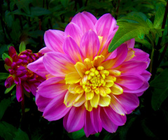 BLUMEN
