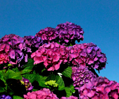 BLUMEN