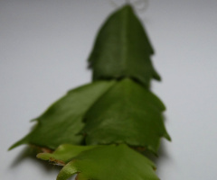 Detail Christmas cactus 
