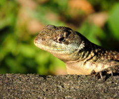 Gecko
