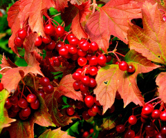 BEEREN