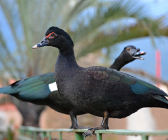 Couple of wild ducks