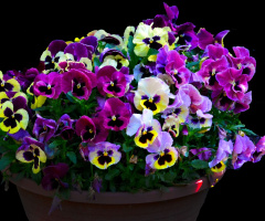 BLUMEN