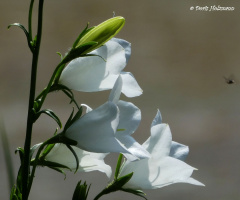Blüten