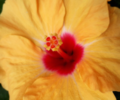 Hibisco
