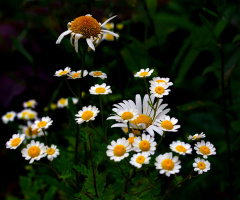 BLÜTEN