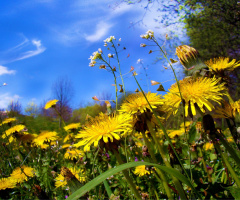 BLUMEN