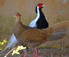 Couple of Silver pheasant