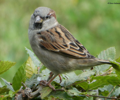 sparrow