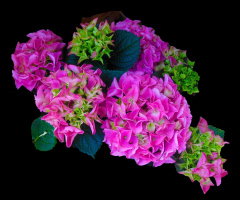 BLUMEN