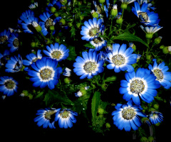 BLUMEN