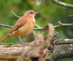 Rufous Hornero