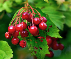 BEEREN