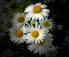 BLUMEN