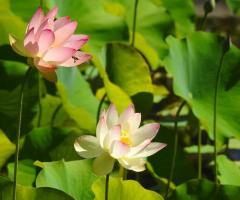 Lotus flowers