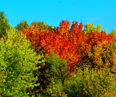 HERBST