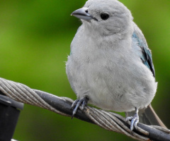 Sayaca Tanager