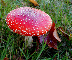 FLIEGENPILZ