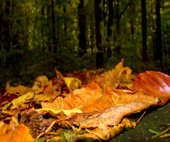 HERBST