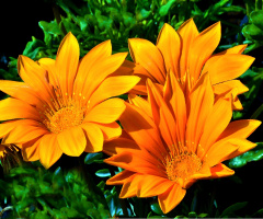 BLÜTEN