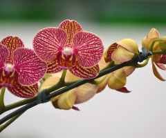 Wanda orchids