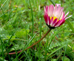 GÄNSEBLÜMCHEN 