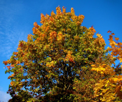 HERBST