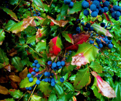 BEEREN